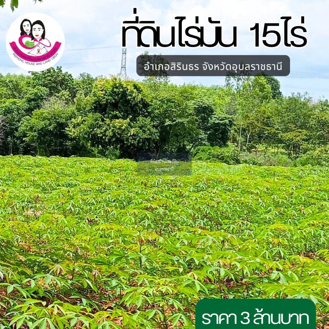 ขายที่ดินไร่มันสำปะหลัง ยกแปลง(15 ไร่ 3งาน.)* อยู่ ต. คำเขื่อนแก้ว อ.สิรินธร จ.อุบลราชธานี