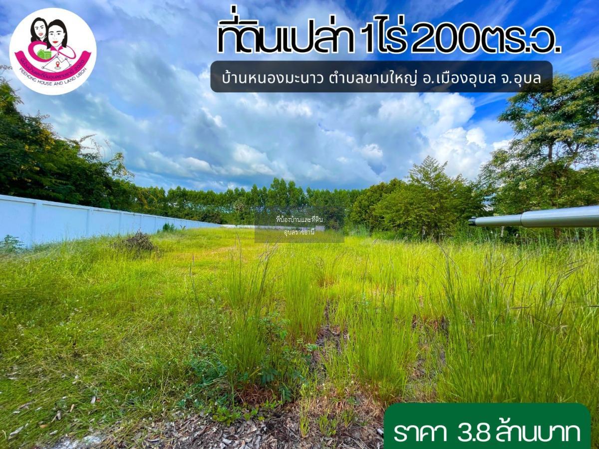 ขายที่ดินแปลงสวยติดถนนลาดยางบ้านหนองมะนาว