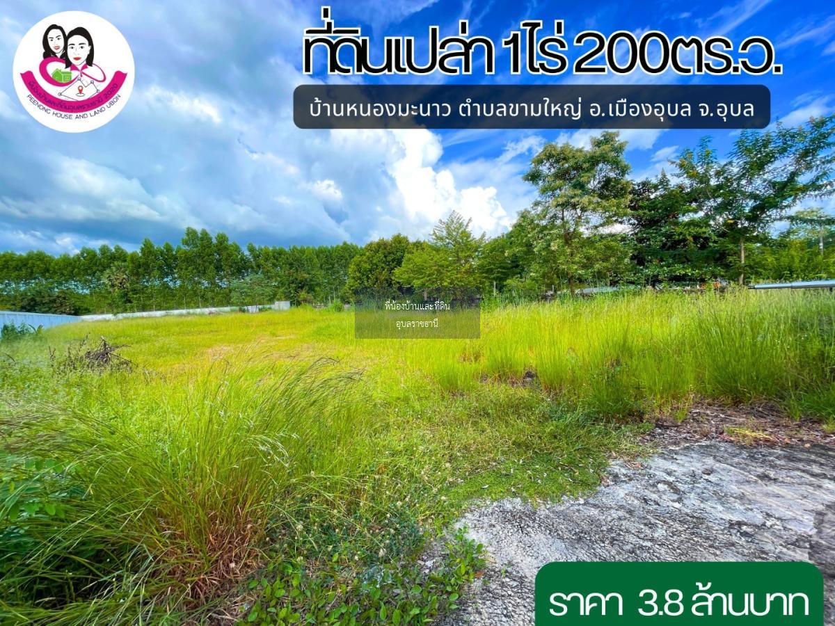 ขายที่ดินแปลงสวยติดถนนลาดยางบ้านหนองมะนาว