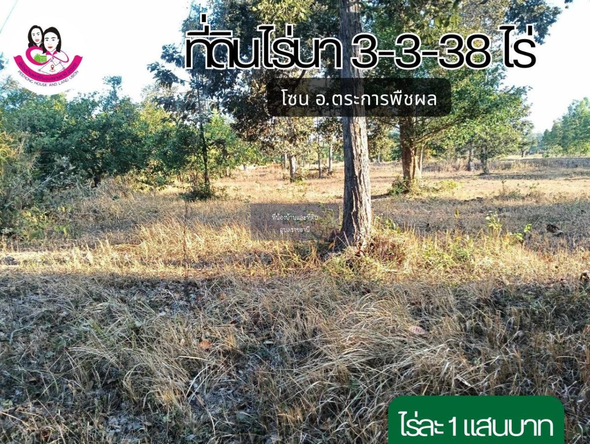 ขายที่นา บ.โนนบ่อแบง ต.ขามเปี้ย อ.ตระการพืชผล จ.อุบลราชธานี